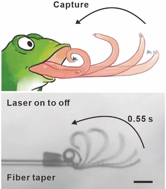 Actuators at a Fiber Tip, Adv. Mater. (2025)