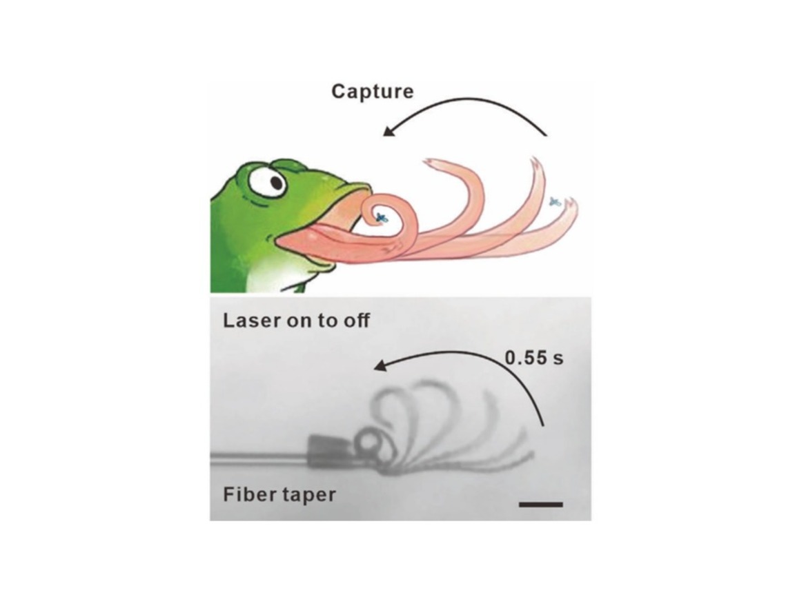 Actuators at a Fiber Tip, Adv. Mater. (2025)